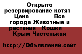 Открыто резервирование котят › Цена ­ 15 000 - Все города Животные и растения » Кошки   . Крым,Чистенькая